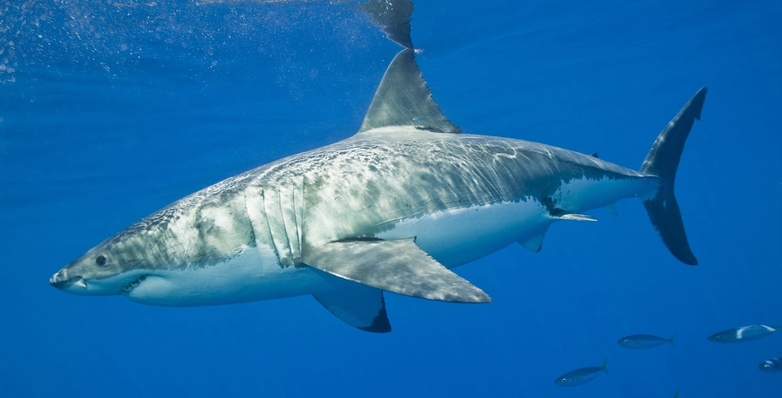 Le grand Requin blanc - L'Univers des Animaux marins