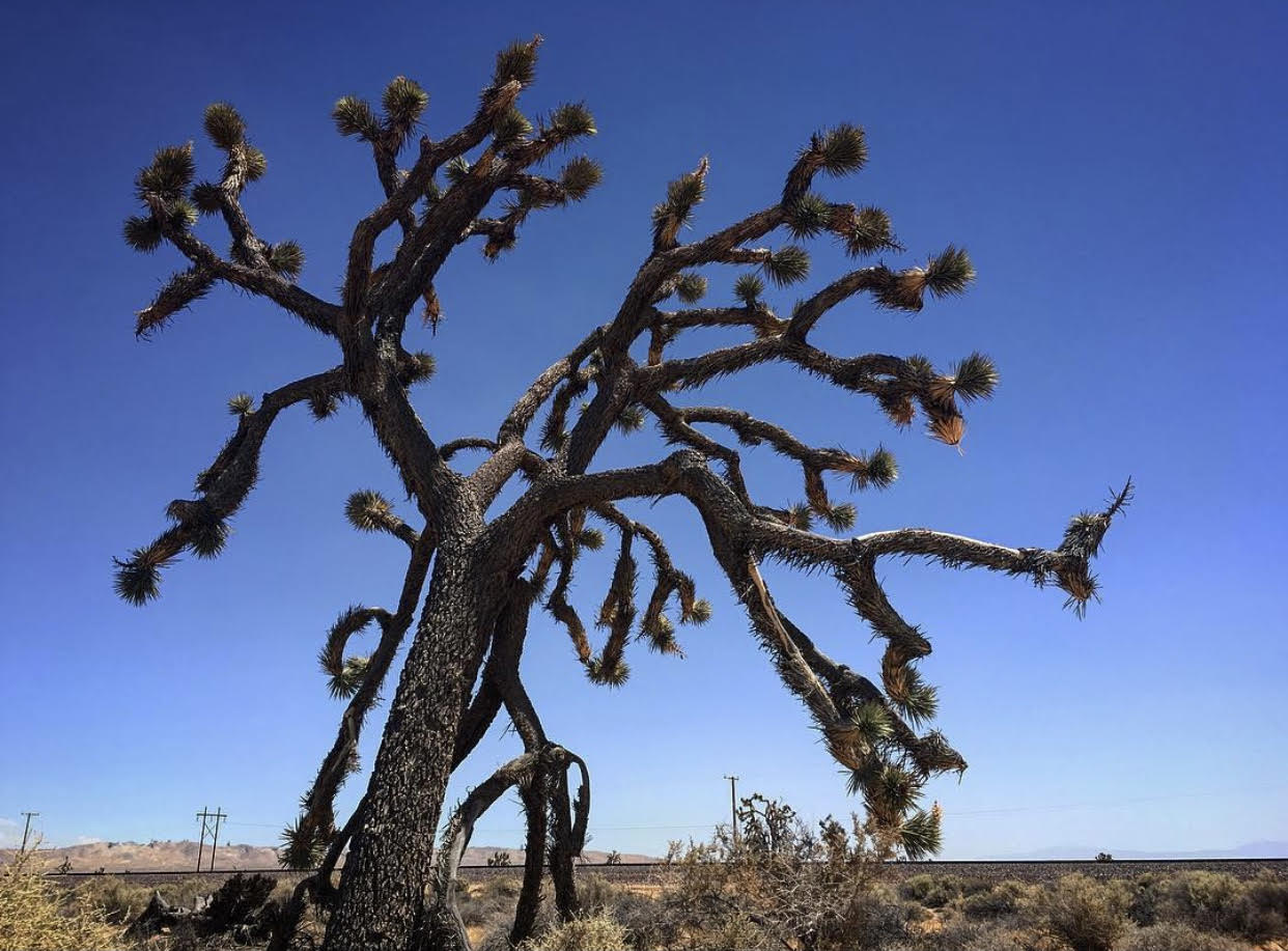 A Joshua Tree in the Mojave Desert on Cahuilla land courtesy of Francis Mendoza.