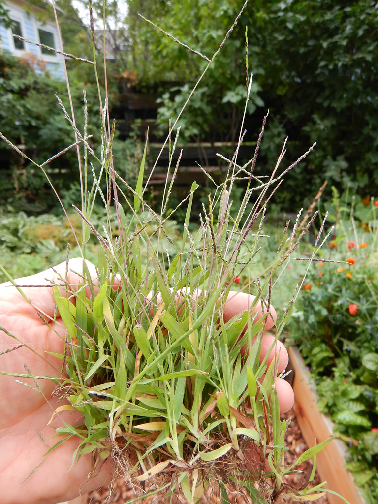 How Many Different  Types of Crabgrass Are There?