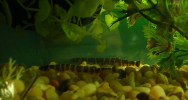 Kuhli loaches