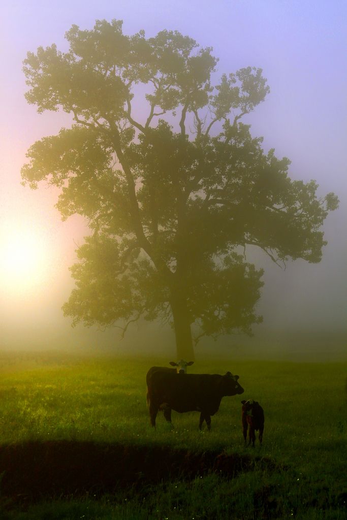 morning cows2.jpg
