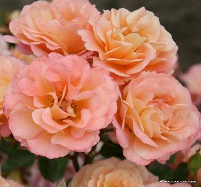 Cubana® | Ground Cover Roses | Bare Root Roses | Delivery Type | Garden roses | Rosen-Kordes