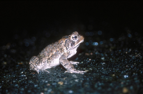 Fowler's Toad