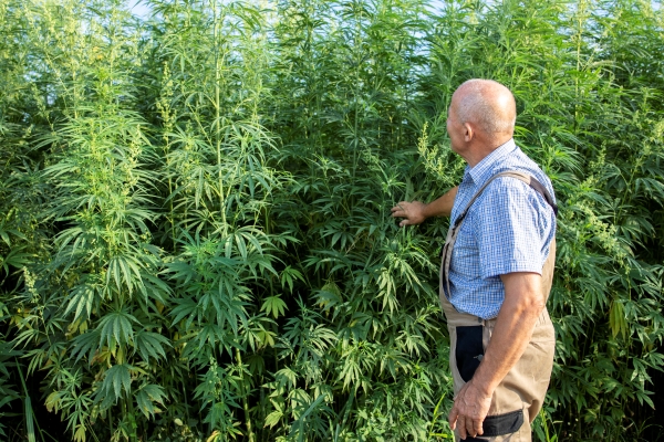portrait-senior-agronomist-looking-hemp-cannabis-plants-field-cannabis-sativa-plant