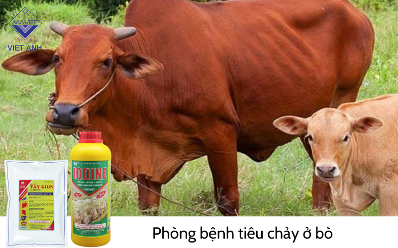Phòng bệnh tiêu chảy ở bò