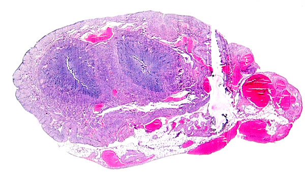 Bicornuate uterus of neonatal chinchilla.