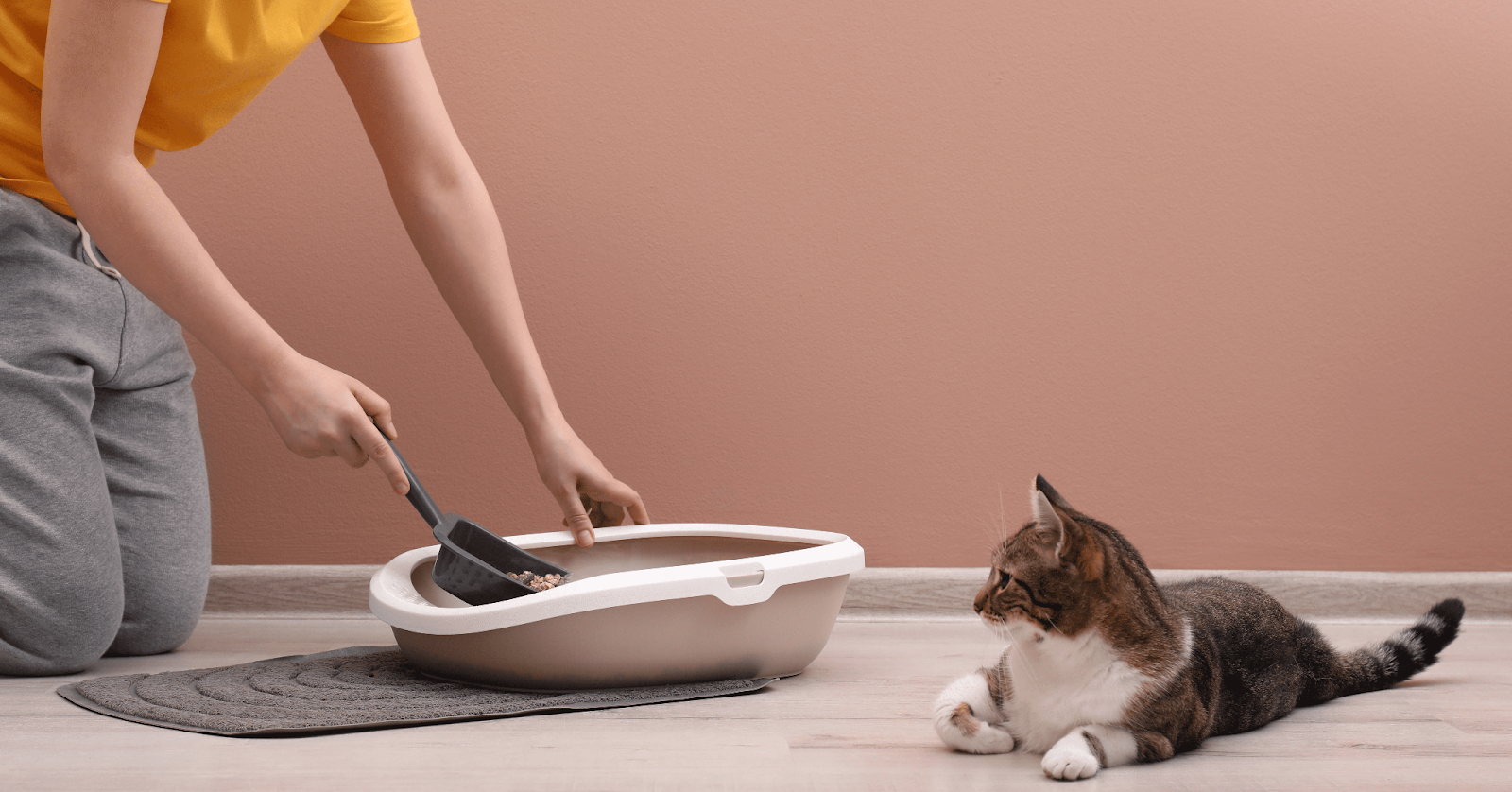 cat looking at owner cleaning litter tray