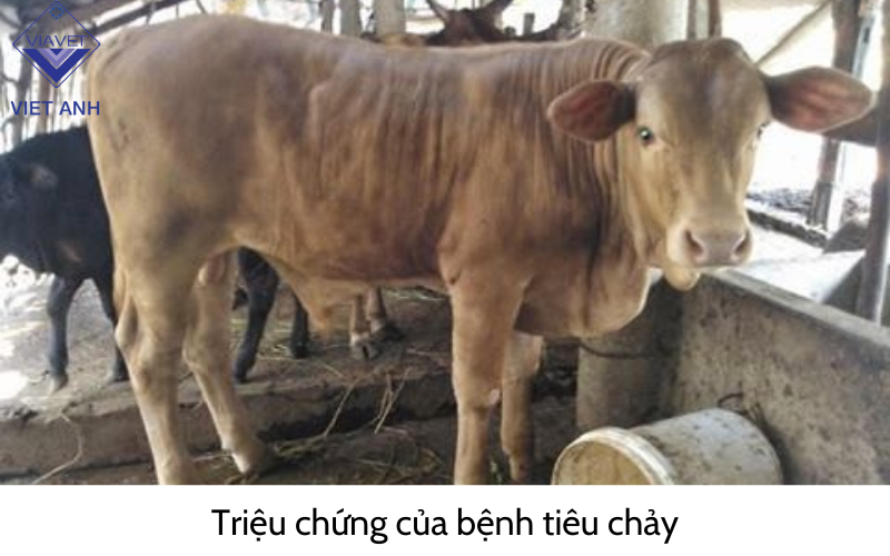 Triệu chứng của bệnh tiêu chảy