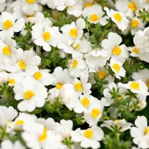 Sunsatia® Coconut - Nemesia hybrid