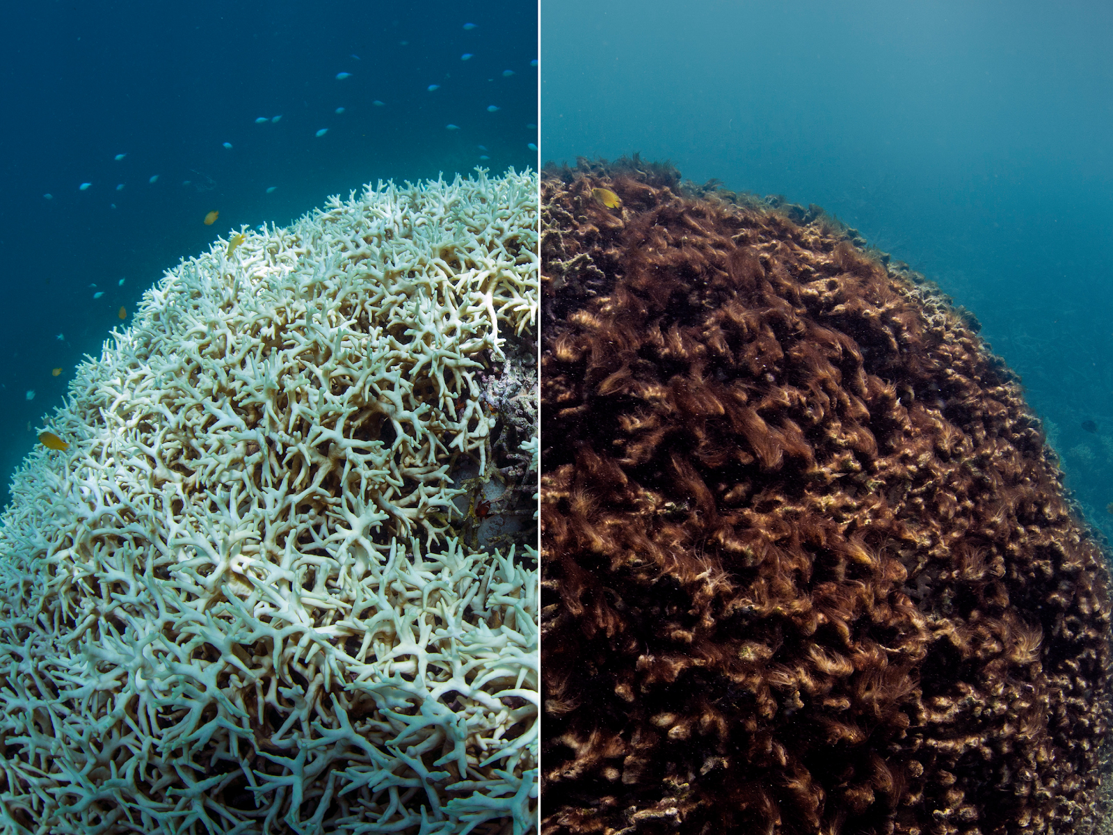 Coral reefs could vanish by 2100. Before-and-after photos show it ...