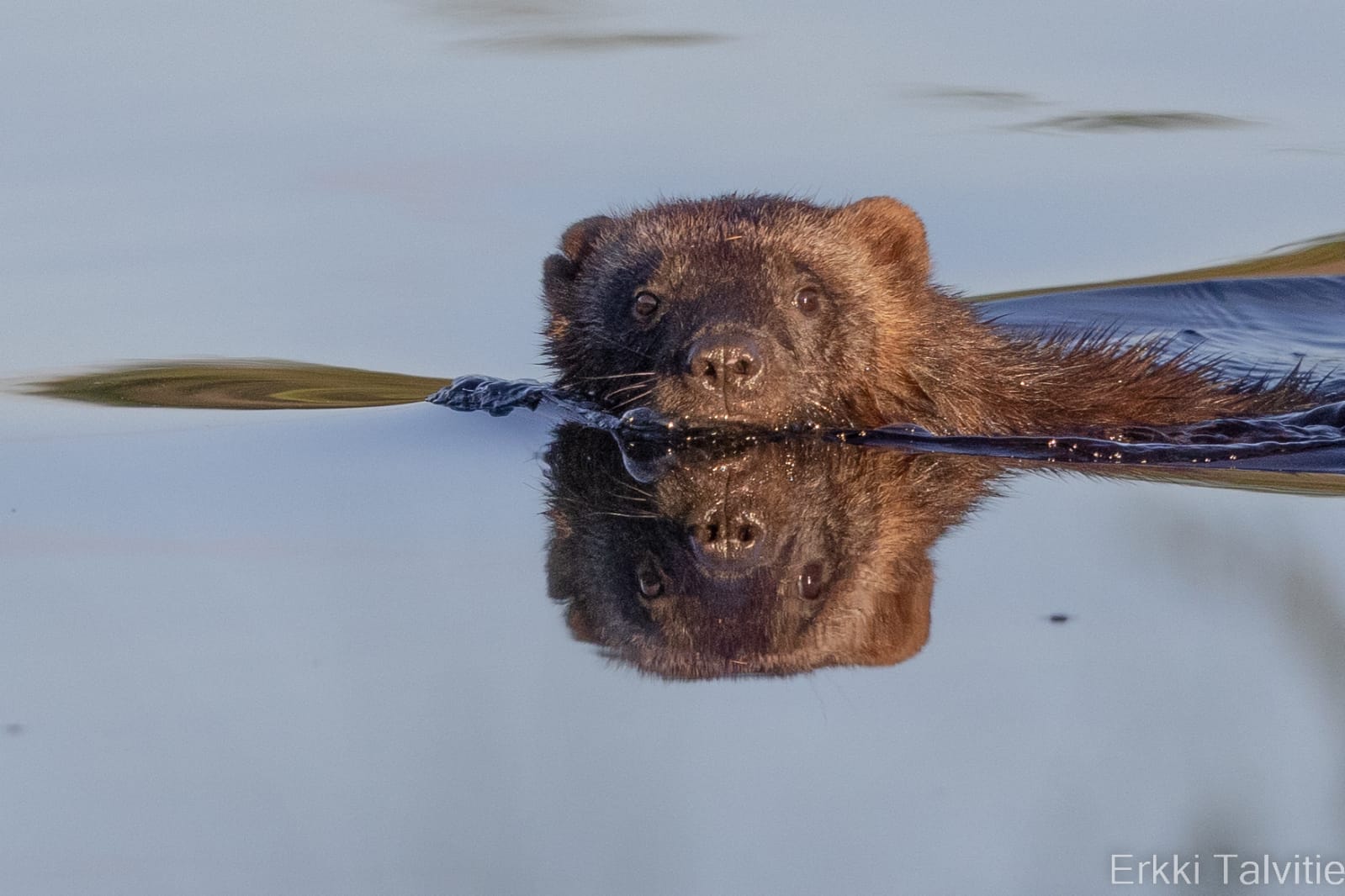 Wildlife Finland