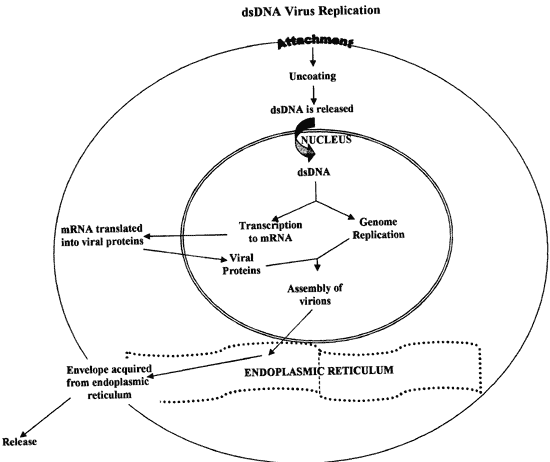 Esquema geral de replicação dos vírus DNA de cadeia dupla.