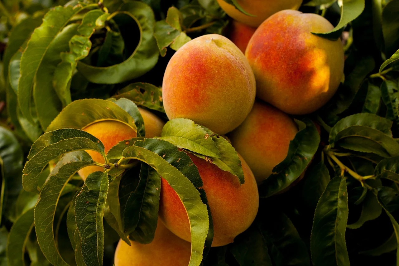 Close-up of several ripe peaches on a branch of a peach tree.