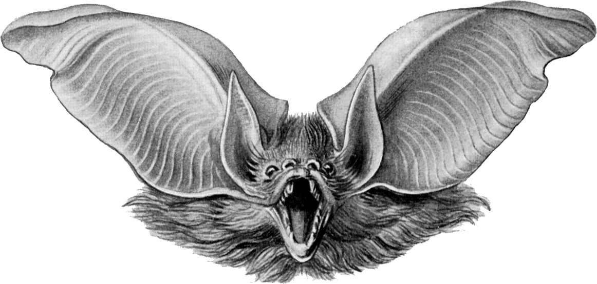 bat2.jpg