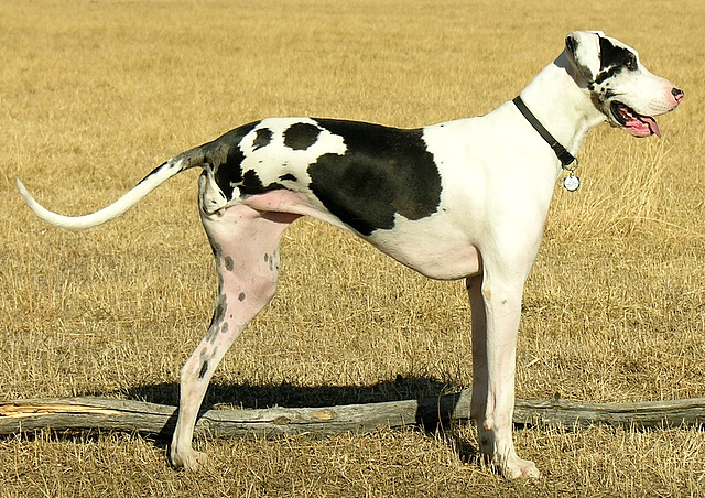 Great Dane - Wikimedia Commons