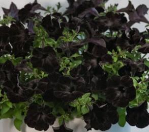 Image result for petunia ray black