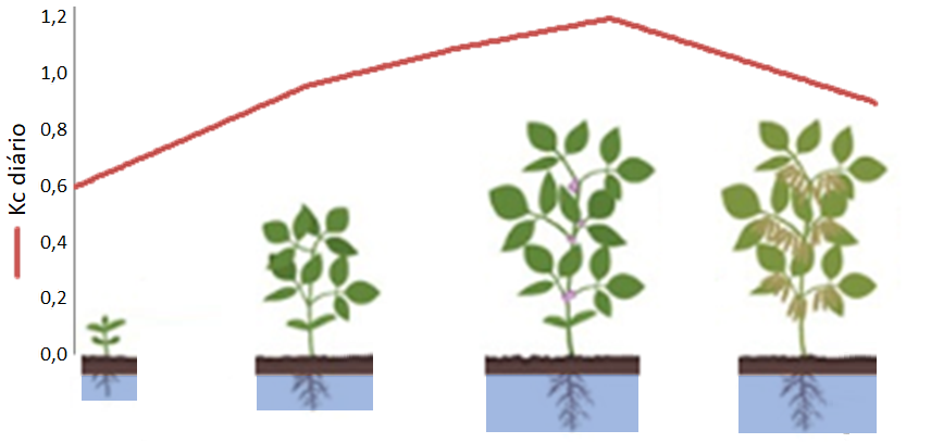 Manejo de irrigação - entendendo a fenologia das plantas