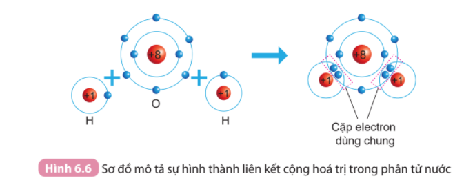 Câu hỏi trang 39 SGK TN&XH 7 KNTT tập 1