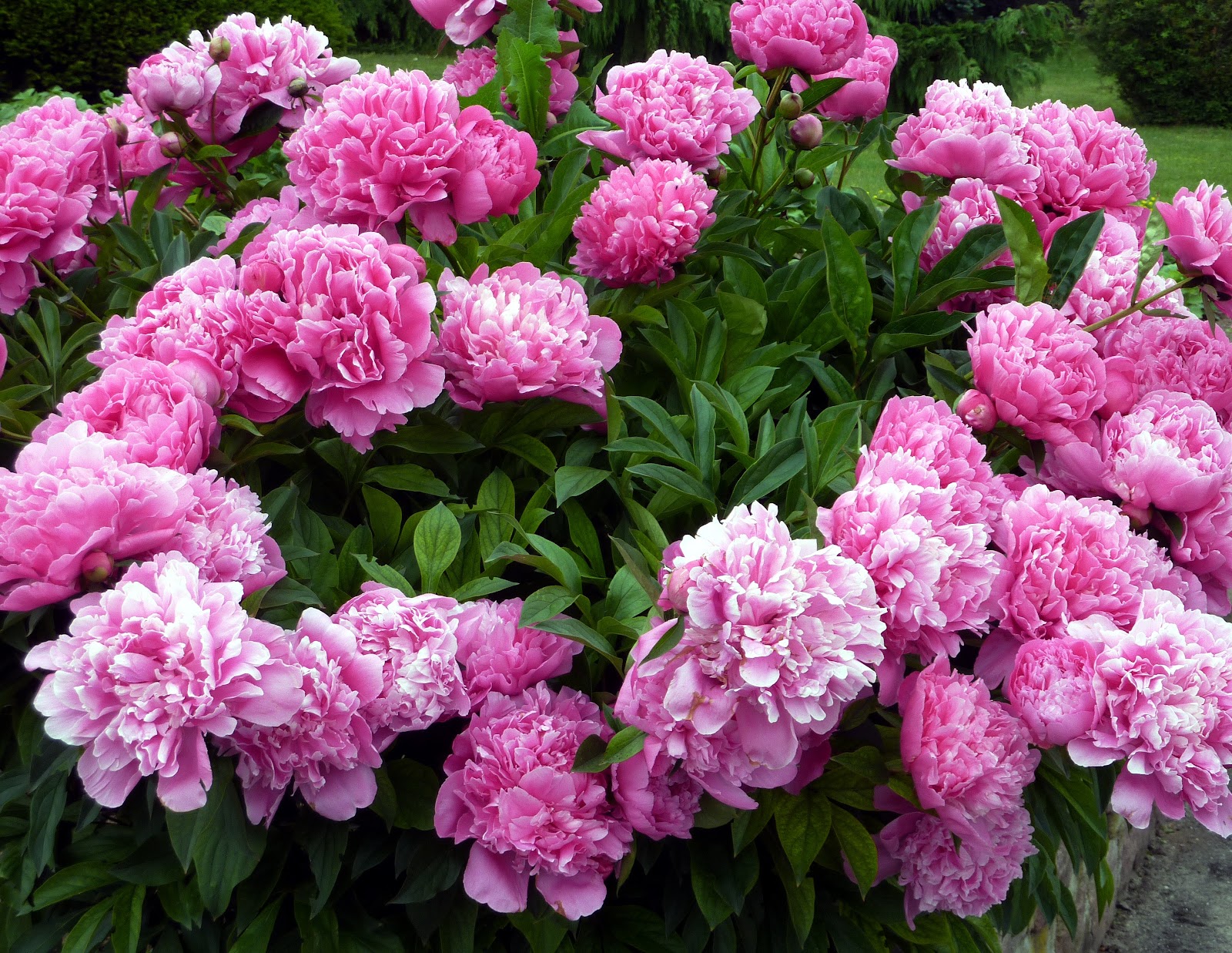 https://get.pxhere.com/photo/plant-field-flower-spring-garden-pink-hydrangea-flowers-petals-shrub-carnation-peony-dianthus-flowering-plant-peonies-hydrangeaceae-annual-plant-woody-plant-land-plant-rosa-centifolia-621920.jpg