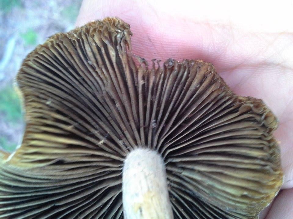 White Mites Found On Mushrooms While Hunting - Mushroom Hunting and  Identification - Shroomery Message Board
