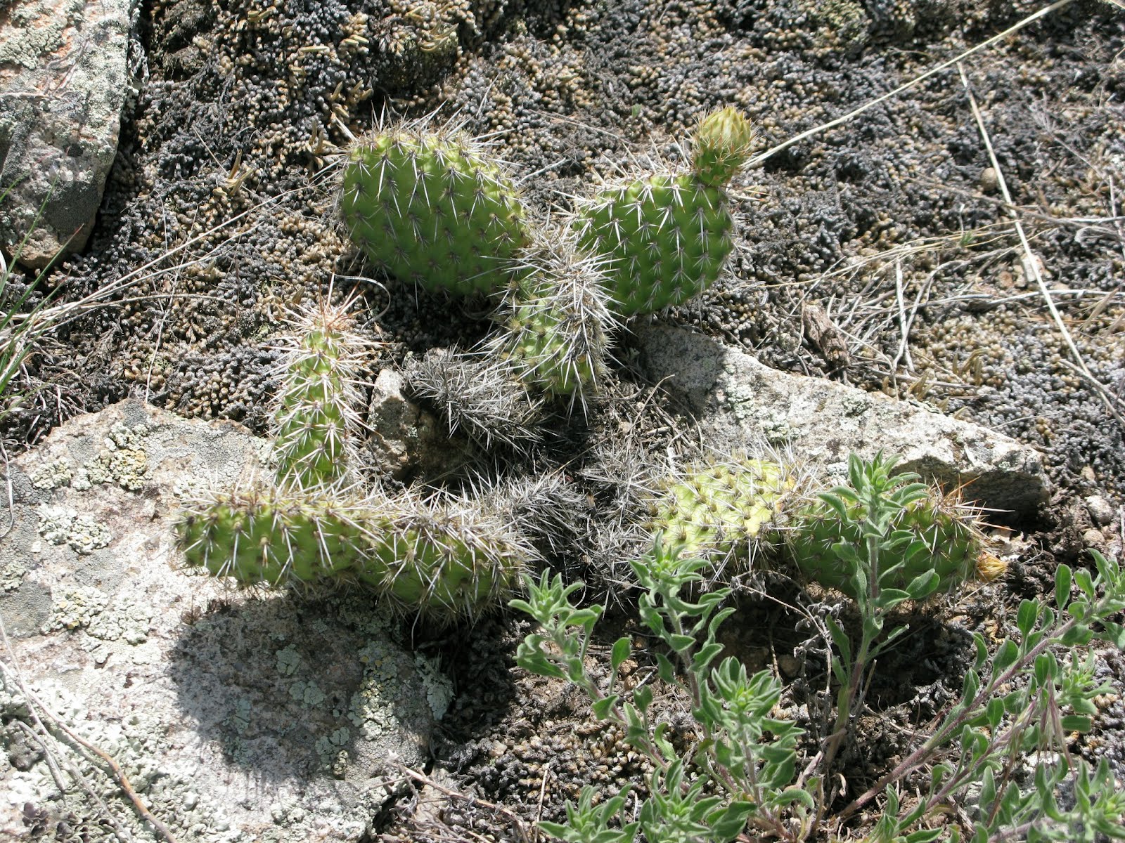 Prickly pear cactus (Opuntia polyacantha)