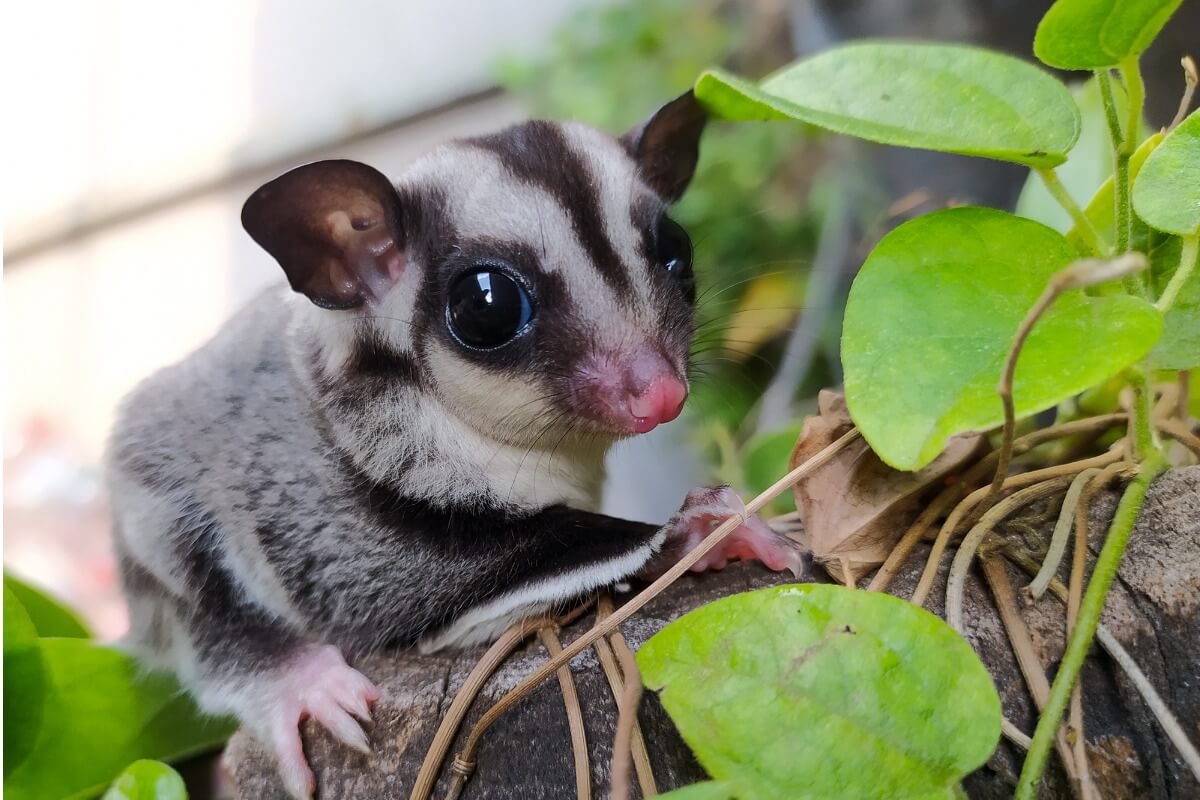 Can Sugar Gliders Eat Pineapple
