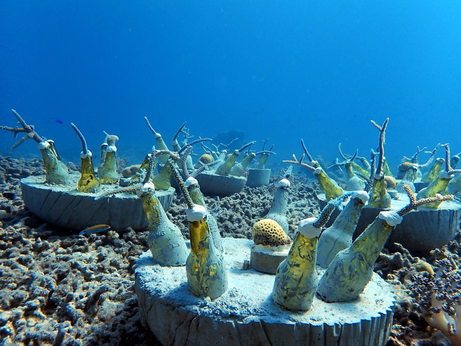 artificial reef programs at Bawah Reserve, how to repair coral reef. 