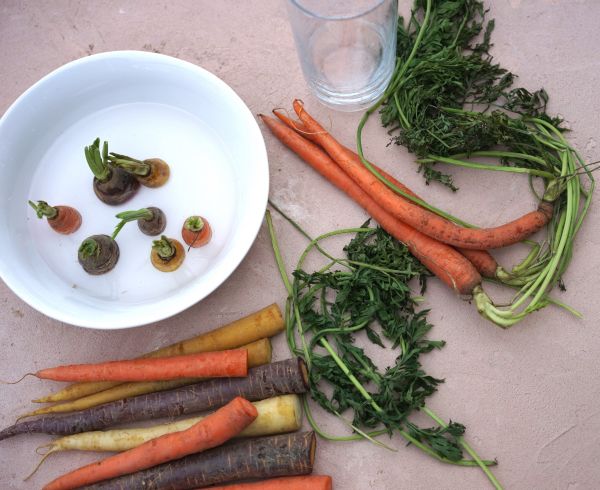 cut carrot tops on a white plate with orange, white, purple carrot sticks on the table beside them