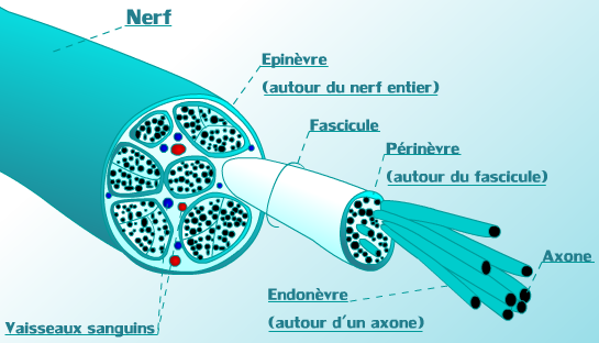 Fichier: Nerf detaillé..png