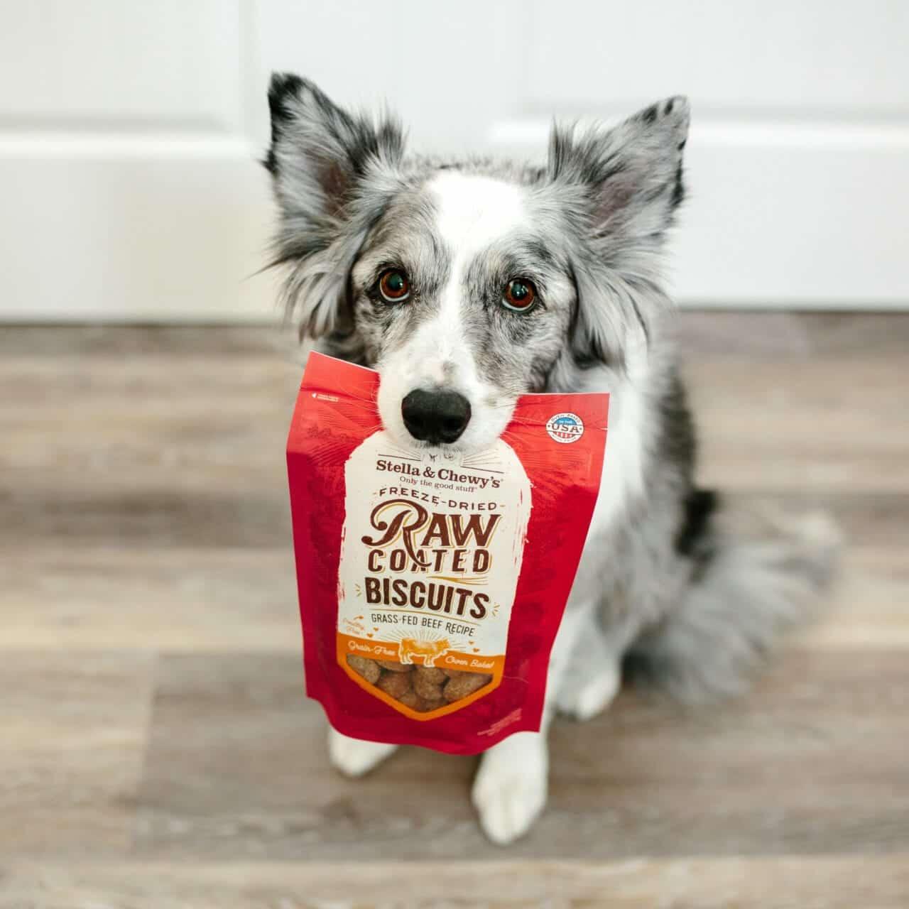Freeze-Dried Raw Dog Treats | Stella & Chewy's