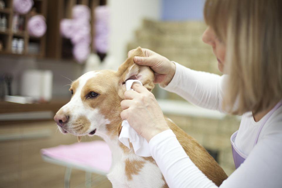 Homemade remedies for dogs -  dog ears cleaning
