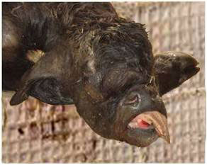 Feto bubalino con hidrocefalia y prognatismo extraído por tracción de una búfala Murrah vieja.