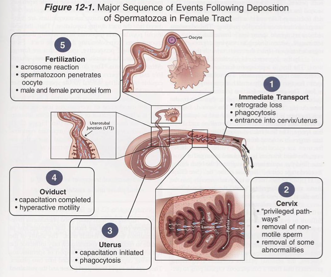 Pathways of Pregnancy and Parturition, 2nd ed., Senger 