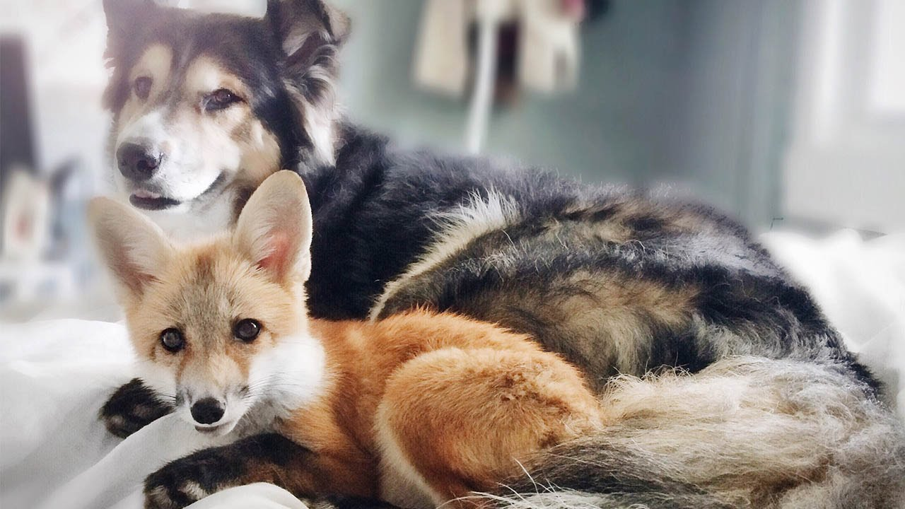 ¿Un perro de color naranja?