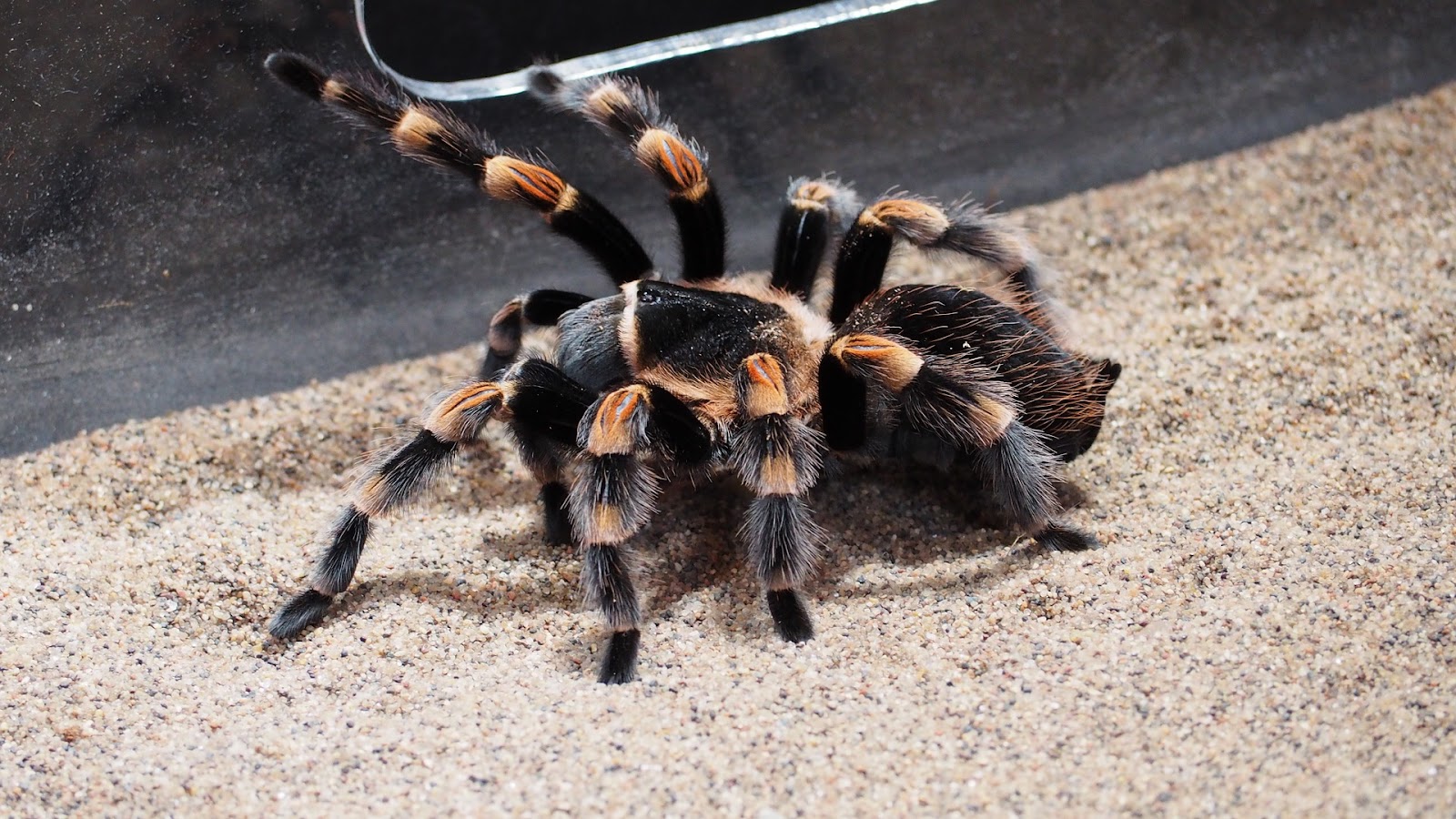 Tarantula on sand in tank