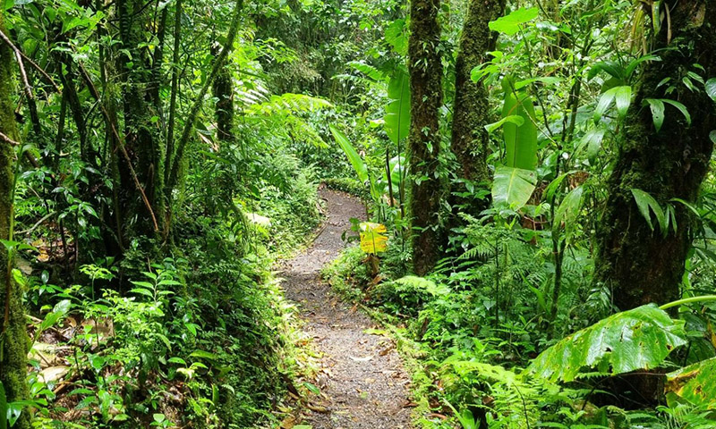 Santa Elena Cloud Forest Reserve