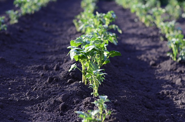 POTATO PLANT 