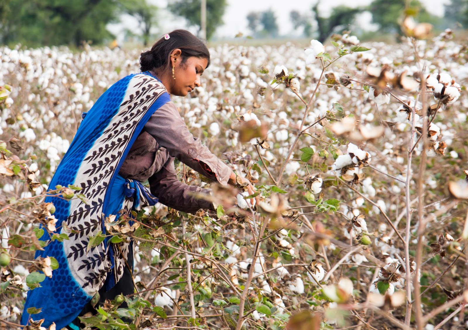 organic cotton regenerative farming 