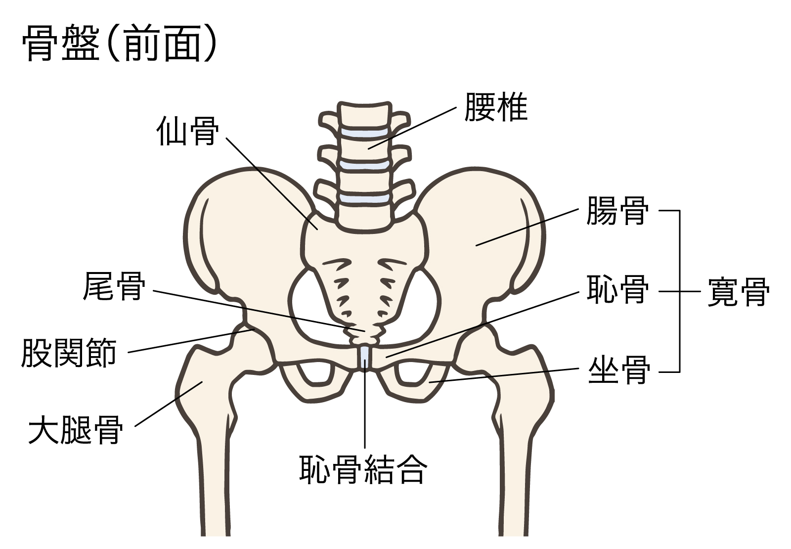 骨盤のゆがみから考える姿勢改善の基礎 パーソナルトレーニングジム Rayel レイエル たまプラーザ