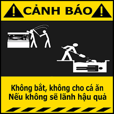 Tuyệt đối không cho cá ăn khi đang sử dụng thuốc trị nấm đen cá rồng