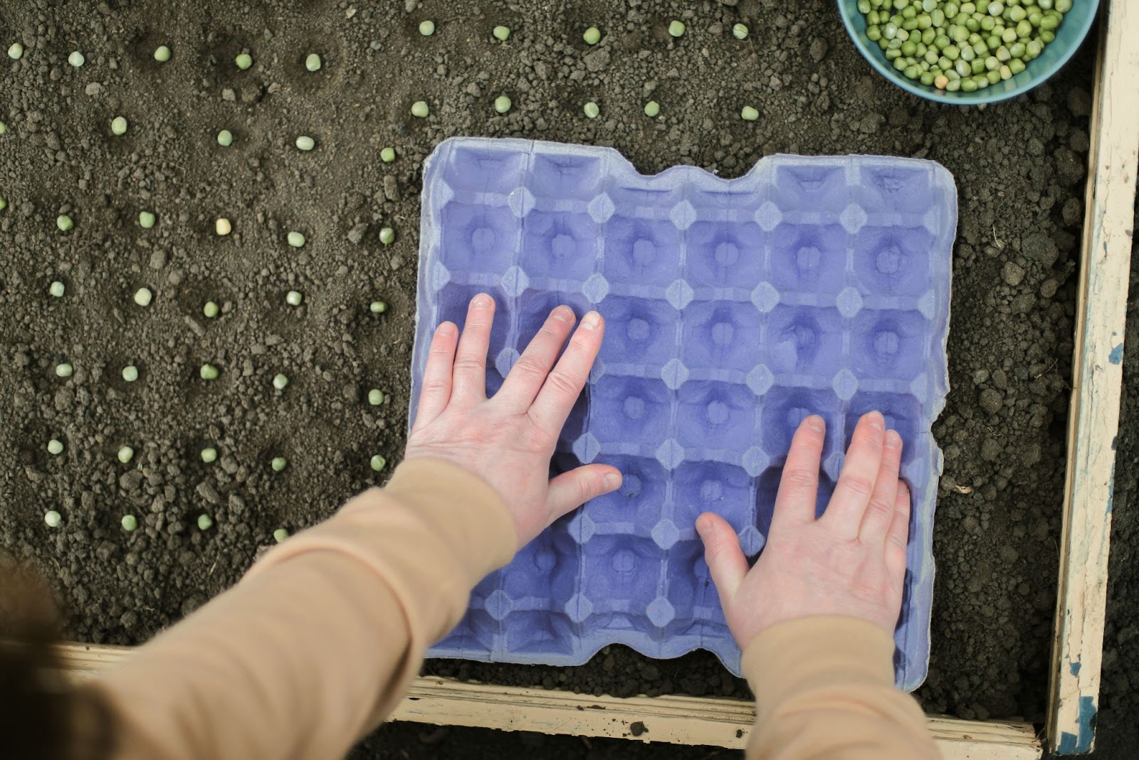 Using an empty egg carton to create equally spread holes for seeds in a bed