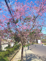 DaLat - город в котором живет весна