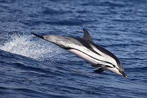 photo de dauphin en noir et blanc