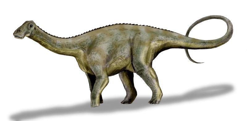 Nigersaurus | Fossil Wiki | Fandom