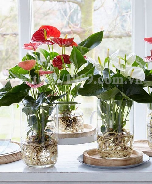 [TOP 15] LOẠI CÂY TRỒNG TRONG NƯỚC ĐẸP, DỄ CHĂM SÓC