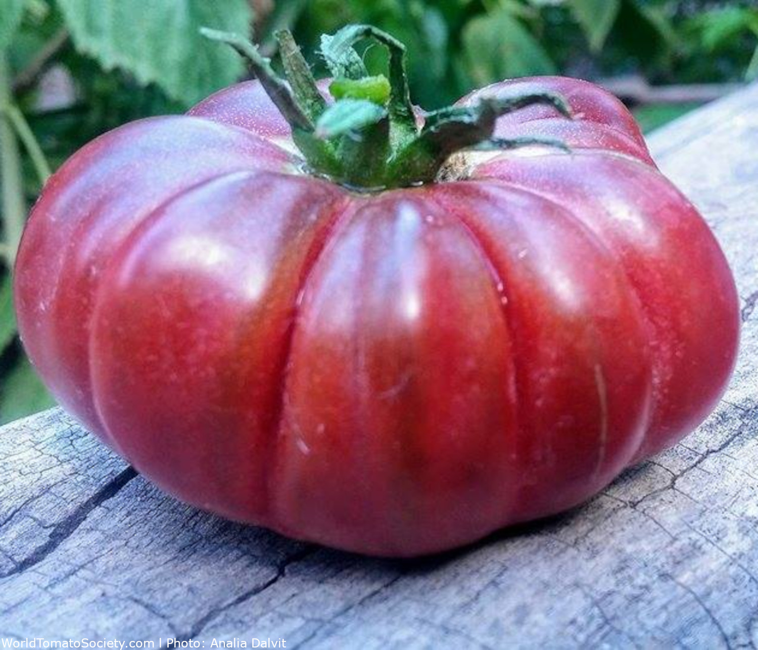 Purple Calabash