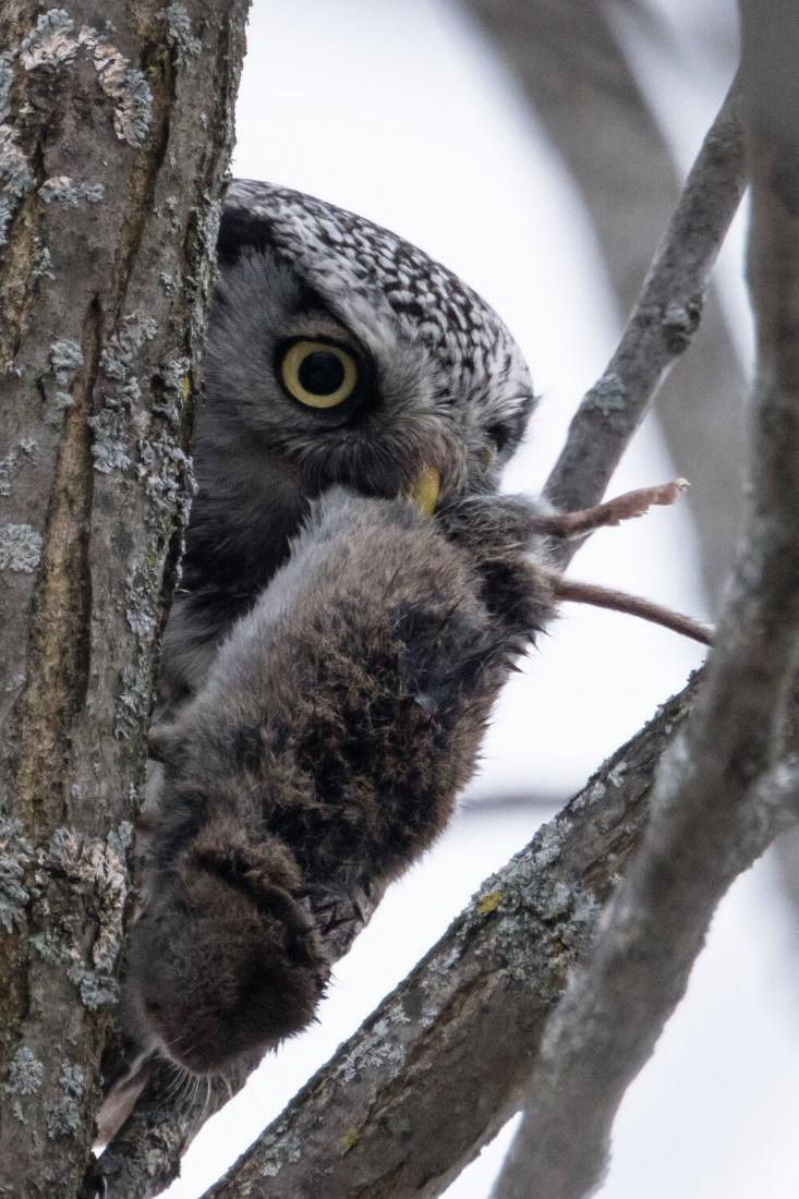 An owl perched on a tree branch

Description automatically generated