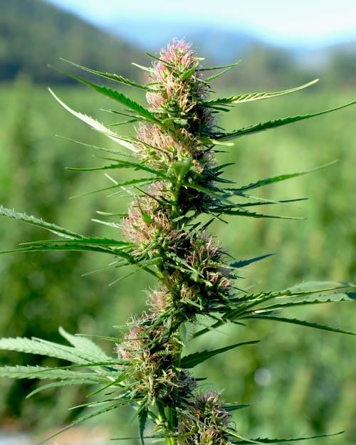 Green and Brown Plant
