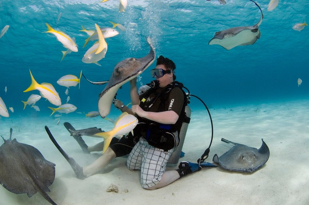 Diving in Stingray city