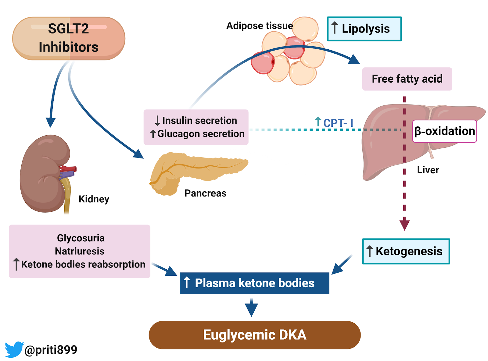sglt2-inhibitor-induced-euglycemic-diabetic-ketoacidosis-renal-fellow